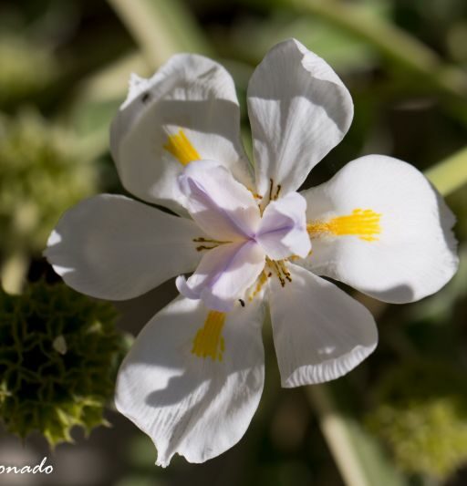 Flower White Yellow Dd2 3044 Santacatalina California Fave