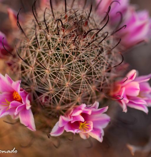 Flowers Purple Cactus Fave Pincusion