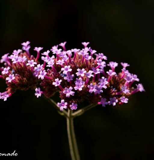 Flowers Purple Small Fave Dd1 0362