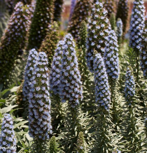 Flowers Purple Stalk Many Fave Blue Dd2 2560