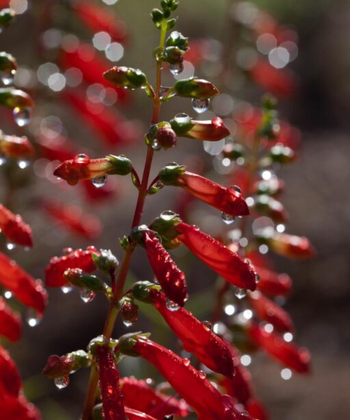 Flowers Red Water Fave Wet Dripping