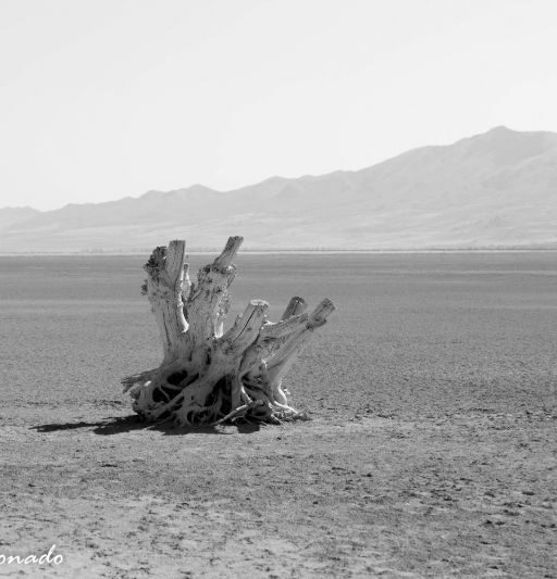 Landscape Dry Lake Stump Fave Av 8070 Bw