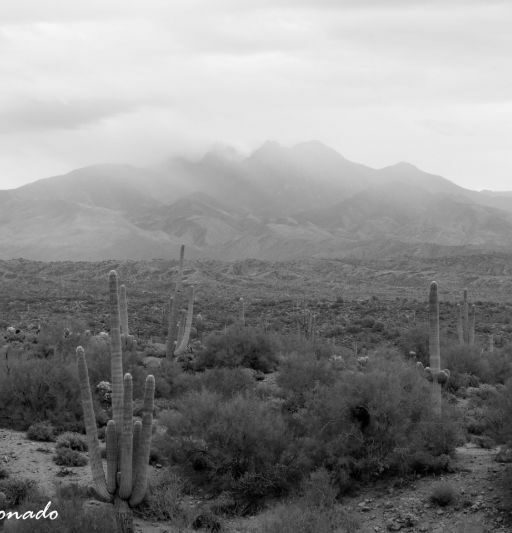 Landscape Out Casa Grande Ruins Fave 8802 Dd1