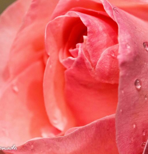 Pink Rose Water Drop 2 0462cf Proc-2} Patricia