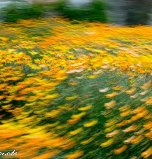 Plant Blur Home Neighborhood 2915