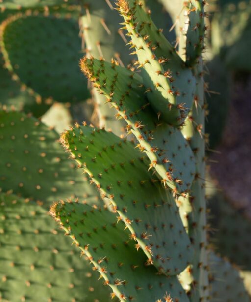 Plant Cactus Pricklypear Fave Vertical Angled Dd2 1224