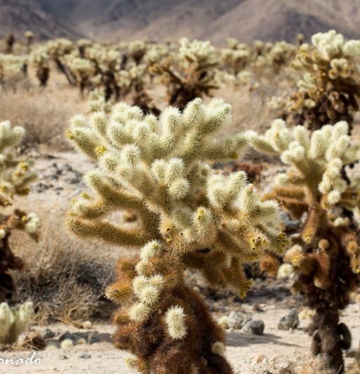 Plant Cholla Joshuatree California Fave Dd2 2342