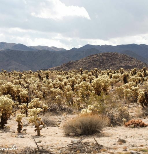 Plant Cholla Many Scenic Joshuatree California Fave Dd2 2338