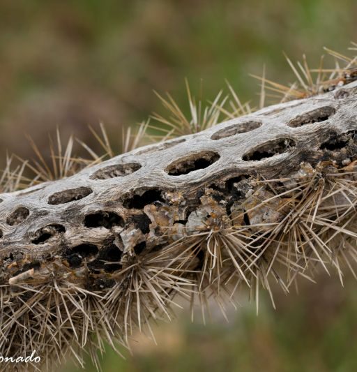Plant Cholla Skeleton Fave Salt River 5079