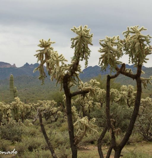 Plant Cholla Superstitions Fave Landscape Salt River 5073