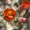 Plant Flower A! Printyes Storebought Orange Dd2 9611 Colorful Fave-sharpen-sharpen