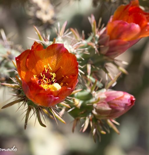 Plant Flower A! Printyes Storebought Orange Dd2 9611 Colorful Fave-sharpen-sharpen
