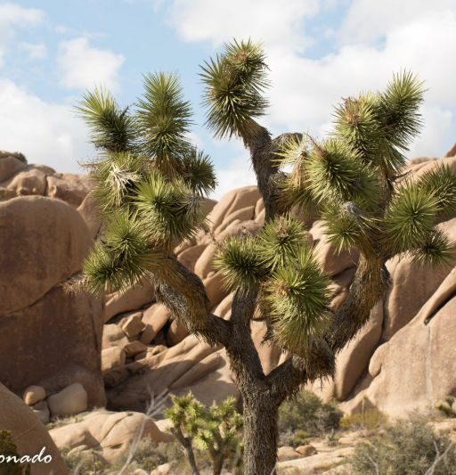 Plant Glass Saguaro Fave Silhouette Chihully Dav 3092 Flickr