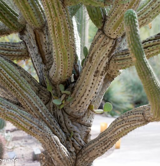 Plant Paloverde Sapling Small Little Young Fave 2947