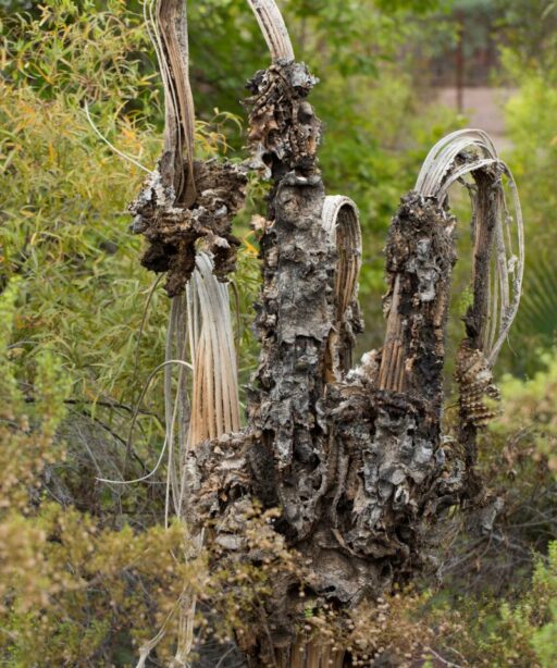 Plant Saguaro Arms Fave Dd2 8798