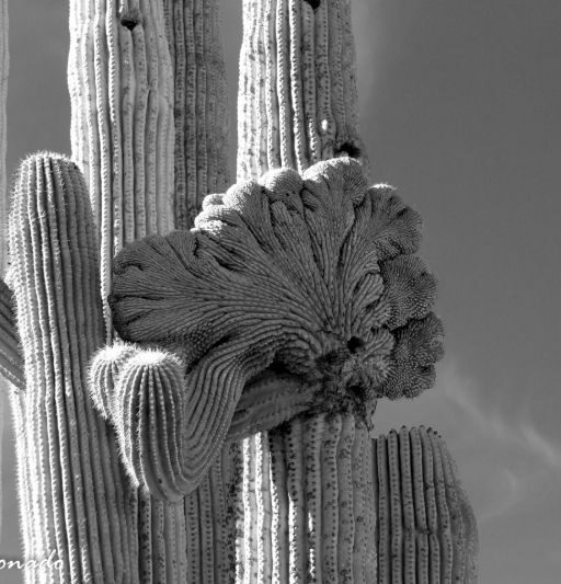 Plant Saguaro Dead Fave Bent Wilted Skeleton Skin 3134