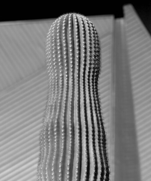 Plant Saguaro Fave Dd2 6226 Fourpeaks Crestedsaguarolake Bw