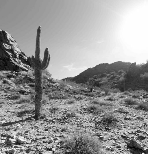 Plant Saguaro Lines Angles Fave Dd2 0221 Bw