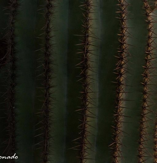 Plant Saguaro Piestewa Best Favorite Dd2 7762 Perspective Bw