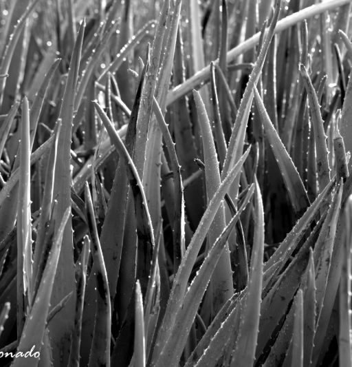 Plant Saguaro Sky Fave Spines Needles Dd1 3545