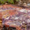 Rock Petrified Wood Petrified Forest Fave Dd1 4955
