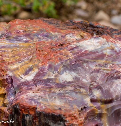 Rock Petrified Wood Petrified Forest Fave Dd1 4955