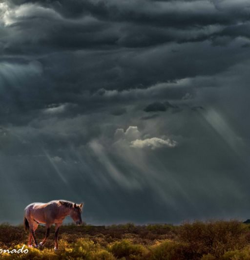 Sky Streaks Clouds 4653 5300 Horse No Bird Combo-2} Patricia
