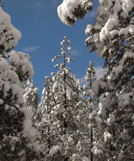 Snow Forest Pinetrees Fave Mogollon Rim 4250 0785