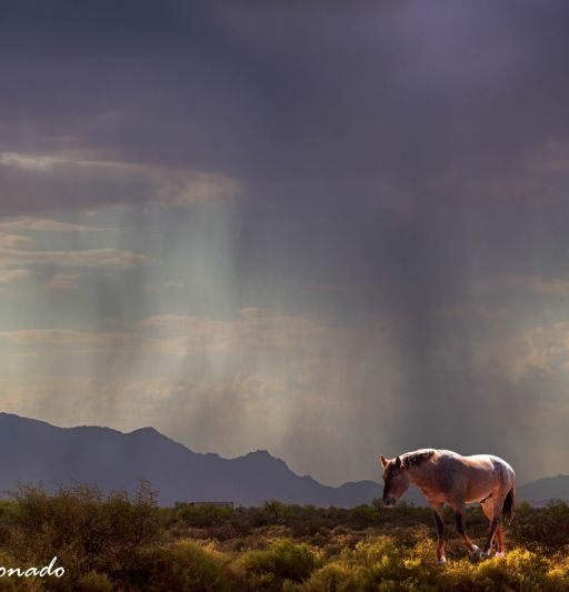 Storm Cloud Horse 4653 Ai Eye 5319 Hd2 Revs} Patricia
