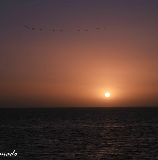 Sunset Ocean Sun Birds Flock Rockypoint 548 36h Fave Dd