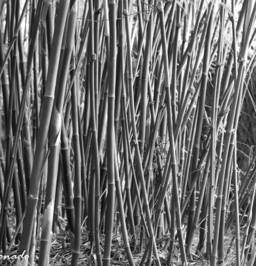 Tree Bamboo Fave Av 9254f Z Bw