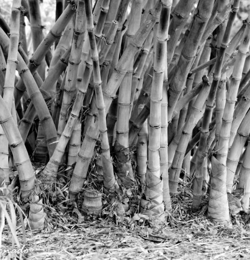 Tree Bamboo Fave Av 9318 Z Bw