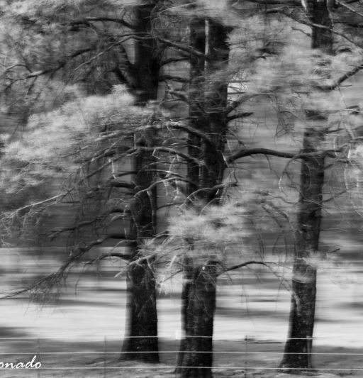 Tree Blur 6721