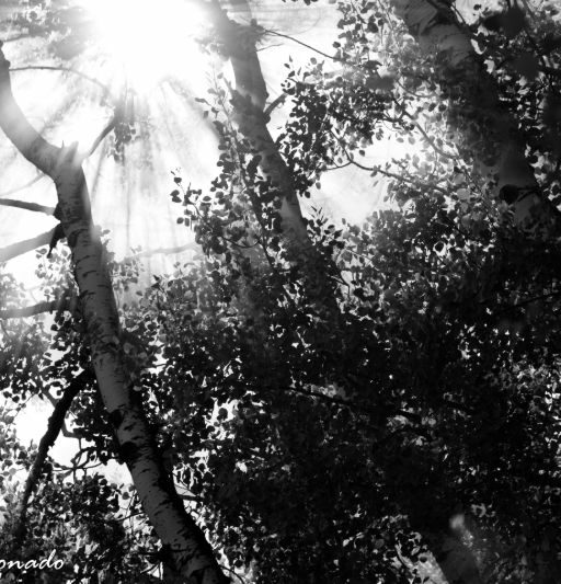 Tree Dead Fave Crippled Sunset Dusk Twisted Img 8888
