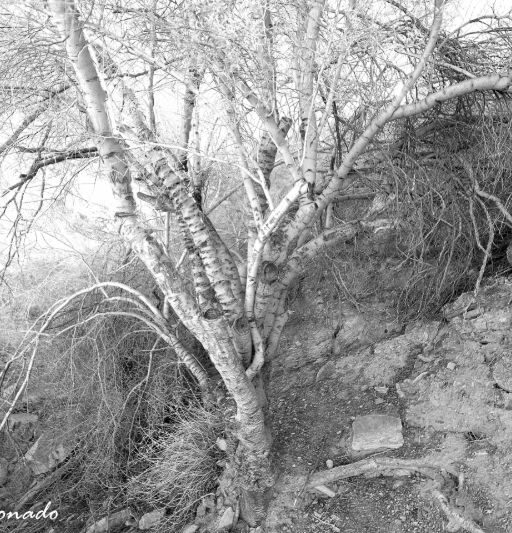 Tree Indian Land Riparian Scenic Tree Fave 6501