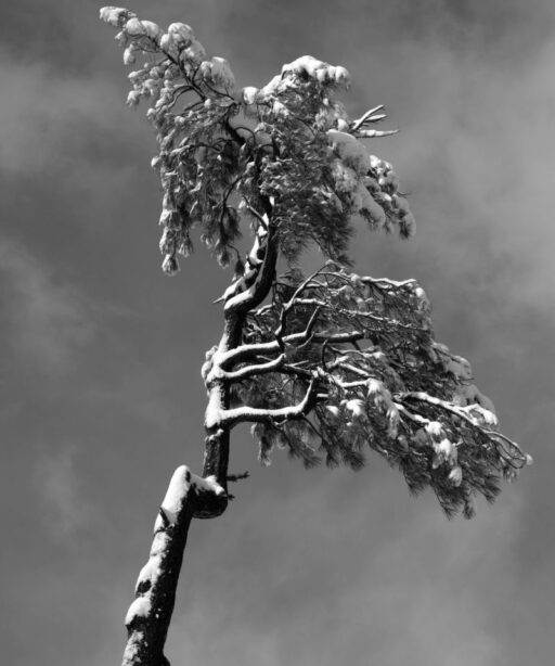 Tree Joshuatreecalifornia Dd2 2445 Otherwordly Fave
