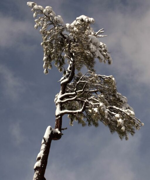 Tree Snow Tree Fave Bw O