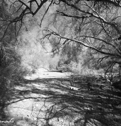 Trees Aspens Snow White Cold Fave Mogollon Rim 0414