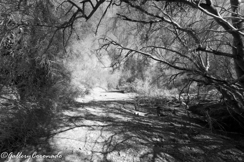 GalleryCoronado-279