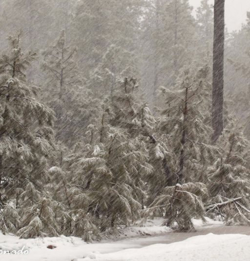 Trees Snowstorm Fave Wind Mogollon Rim Snow 0333c