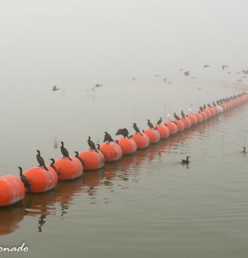 Water Birds Cormorants Bouys Fave Fog Tempe 5773