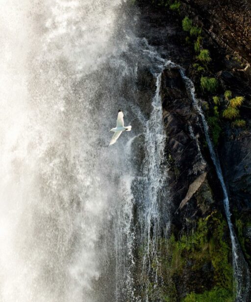 Waterfall Cf Ton Rev Bird Water Dd2 Fave 7847-1-2 Eye