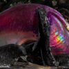 Abstract Marbles Pliers Glass Challace Metalandglass Studio Dd1 0660