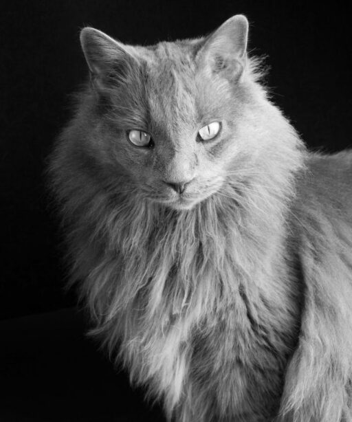 Anim Cat Smokey Fave Hairy Av 0592