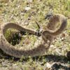 Anim Diamondbackrattlesnake 8x10 Fave 4406a
