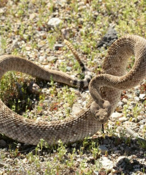 Anim Diamondbackrattlesnake 8x10 Fave 4406a