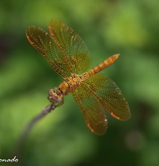 Anim Dragonfly Gold Fave Resting Wings Img 7995