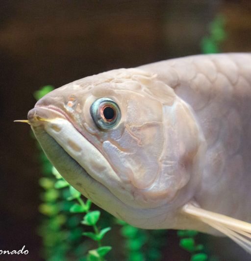 Anim Fish Fave Silver Eye Dd2 4026