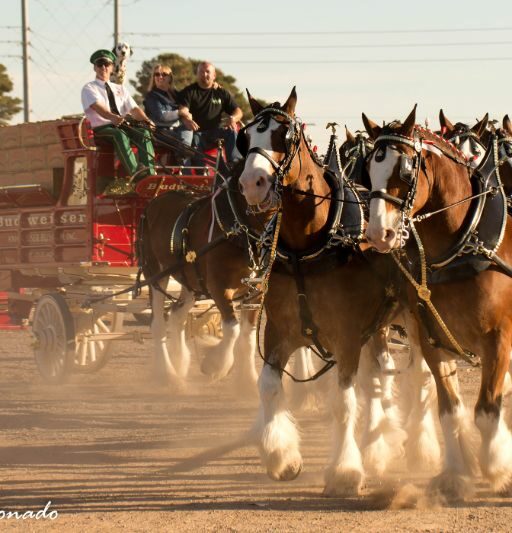 Anim Horses Budweiser Clydesdales Dust Wagon Beer Fave