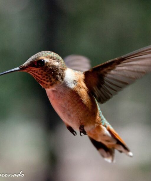 Anim Hummingbird Ltr Eye Fave Img 9147 Dd2